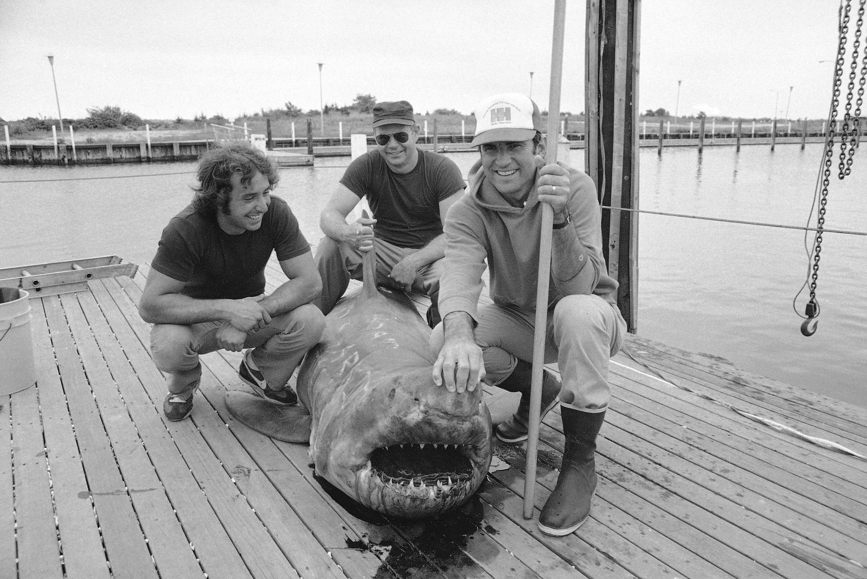 1982: Shark